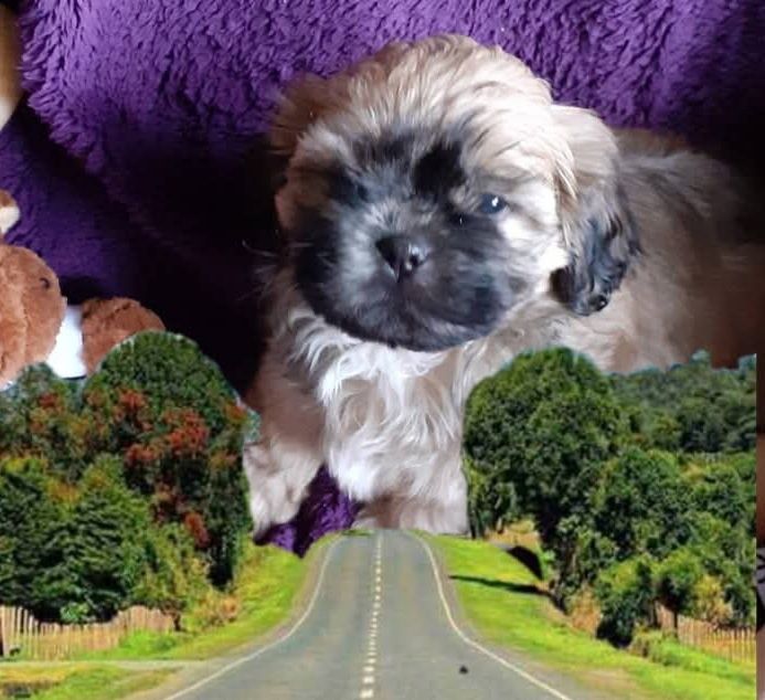 Lhasa apso kuzyn shih tzu