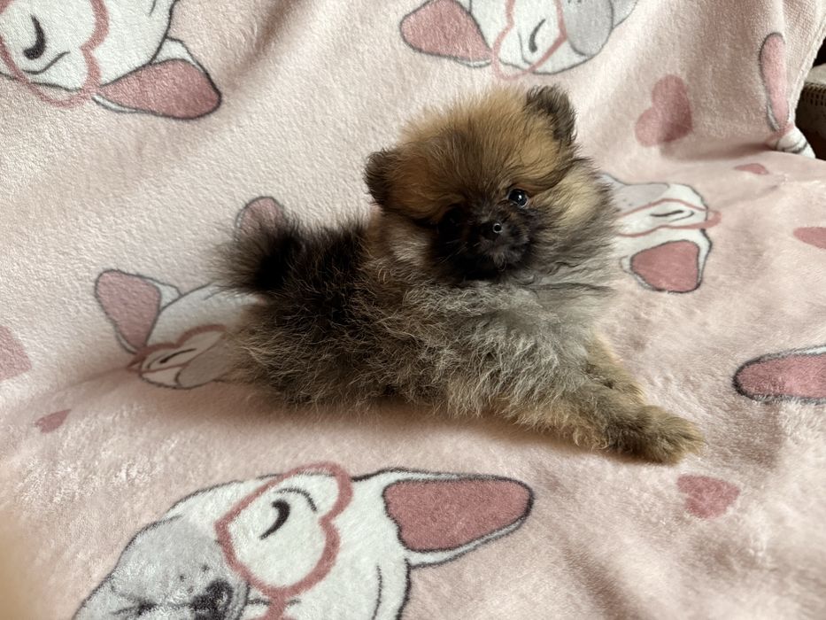 Szpic miniaturowy pomeranian