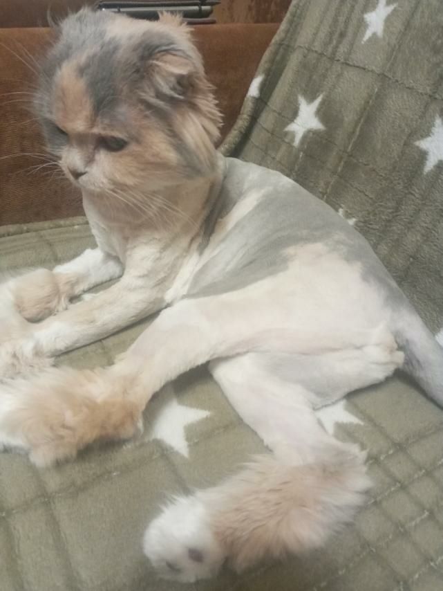 Сезонна стрижка котиків