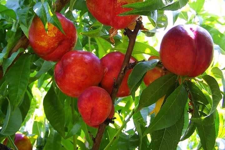 drzewka owocowe grusza sliwa jablon czeresnia wisnia brzoskwinia