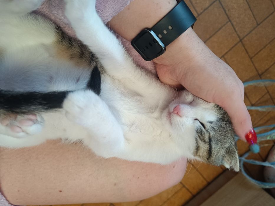 Koteczka Leydi do adopcji