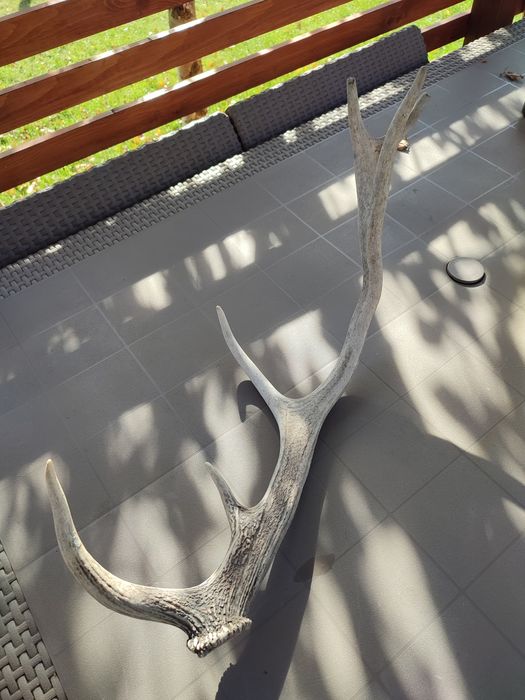 Róg poroże jelenia