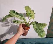Epipremnum giganteum variegata