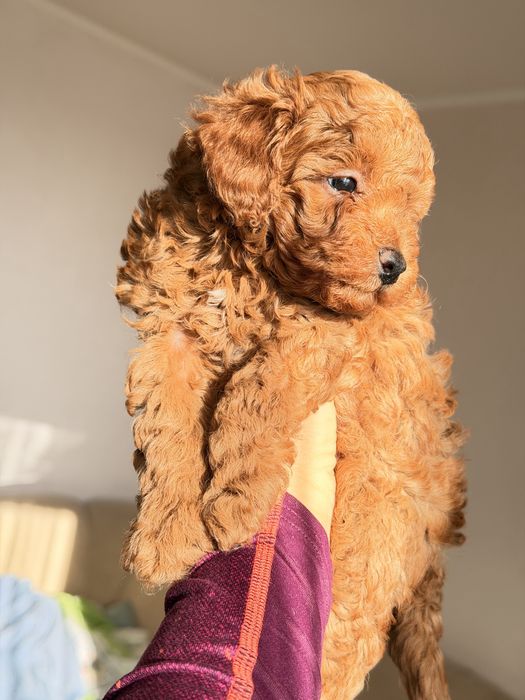 Продам малишей Мальтіпу