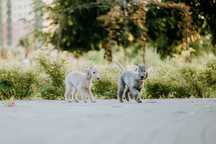Bedlington terier