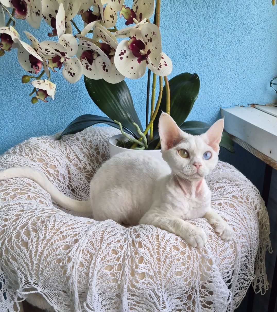 Koteczka Devon Rex Wystawo-hodowlana FPL