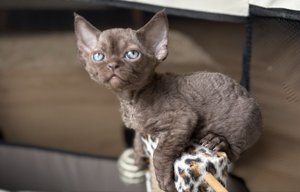 Devon rex kocurek