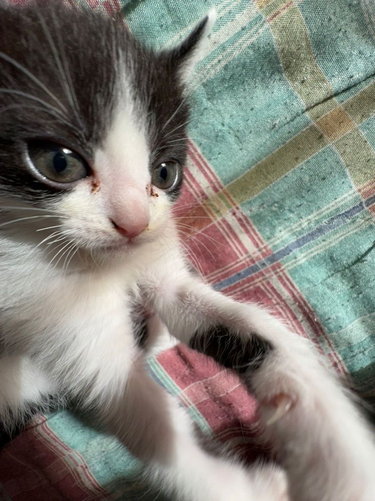 Gatos para adoção