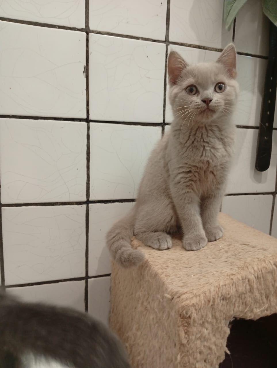 Шотландські кошенята дівчатка Блю поінт
