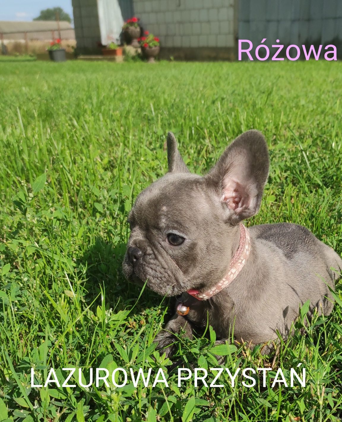 Buldog francuski blue, błękitny, niebieski, lilac