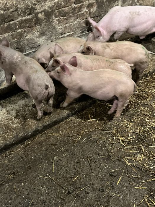 Продам поросята.