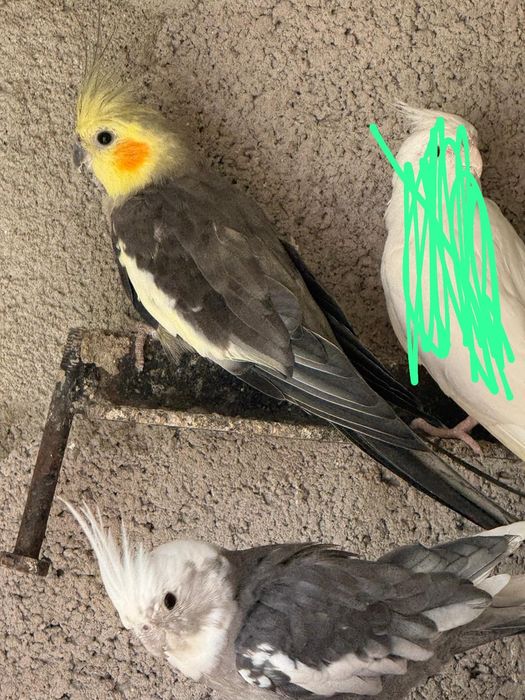 Vendo caturras valor por ave