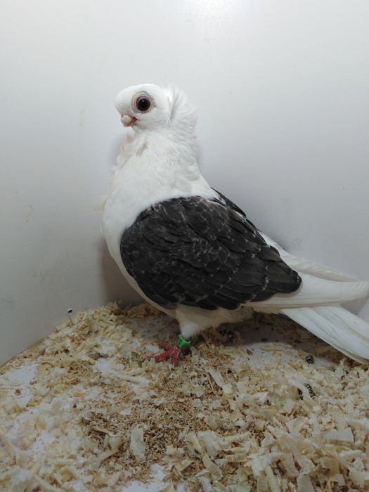 Mewka polska z 2025roku.