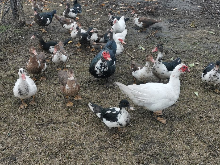 Продам качок шипуни індокачки