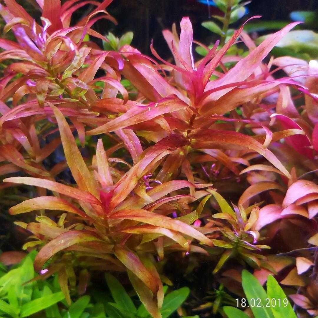 Rotala Macrandra Narrow Leaf