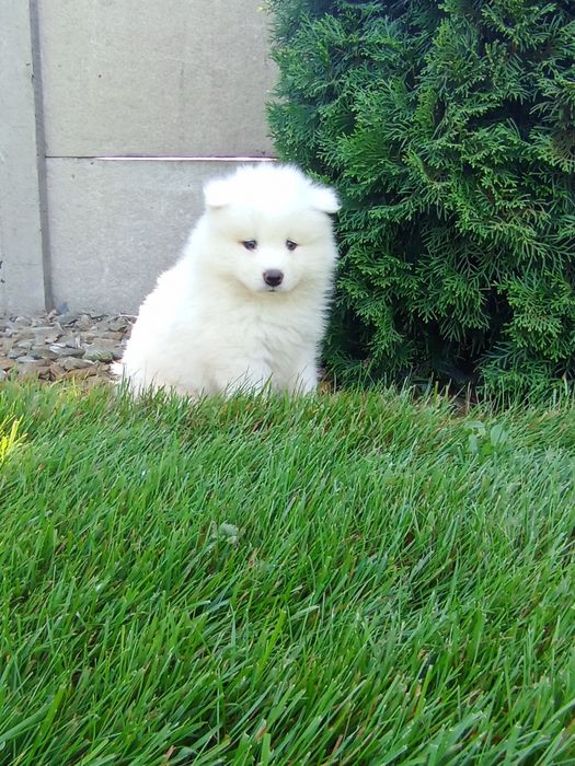 Samoyed samojed szczeniak