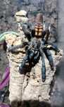 Psalmopoeus Irminia ~ 5DC + Terrarium