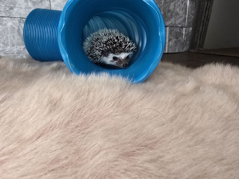 Afrykański jeż pigmejski