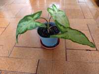 Syngonium roślina domowa doniczkowa