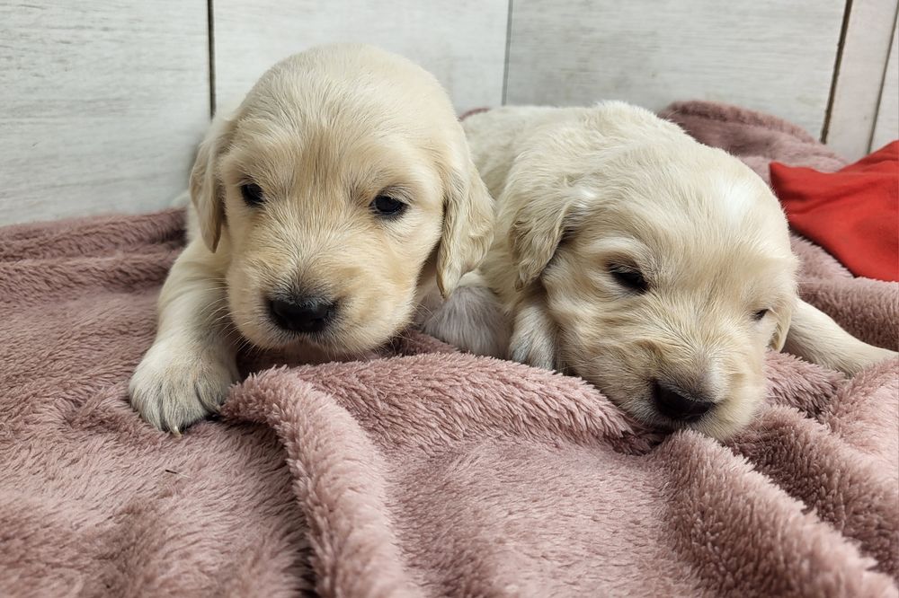Szczenięta Golden Retriever szczeniak