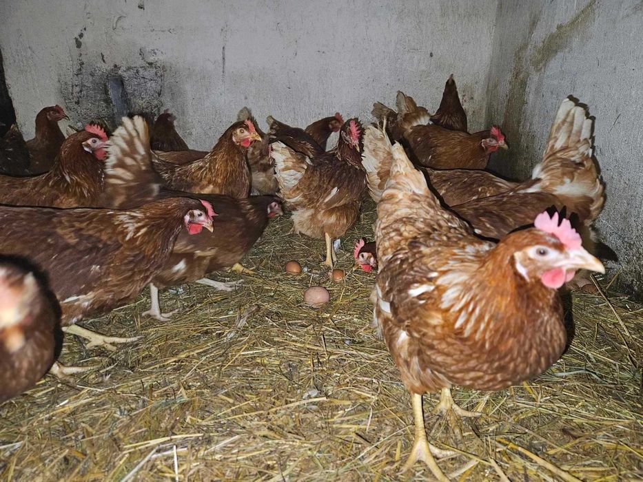 Młode nioski z jajkiem dowóz Gratis