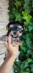 Yorkshire terrier suczka xxxs