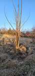 drzewka oxy tree tlenowe