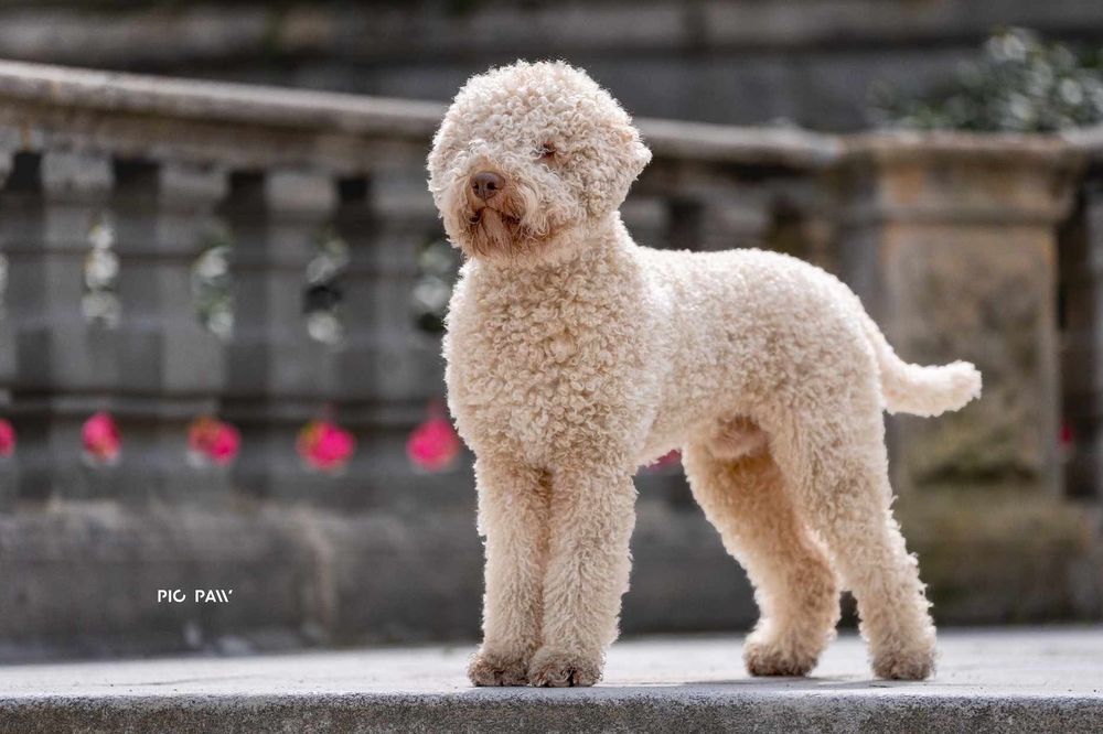 Lagotto romagnolo ZKwP/FCI - piękna czekoladowa suczka