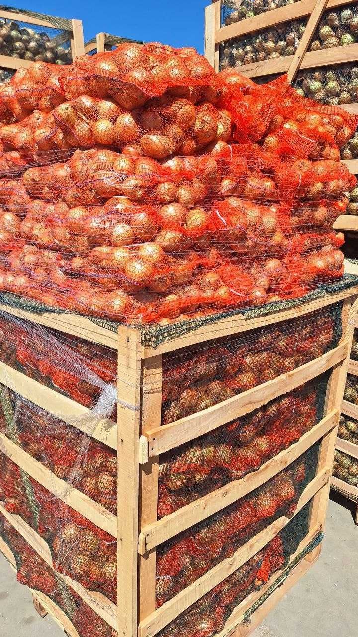 Продам цибулю з Польщі 1,20 grosz/кг (Wielkopolskie województwo)