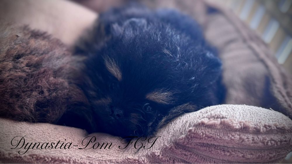 Szpic miniaturowy pomeranian FCI