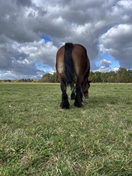 Klacz zimnokrwista Kalina