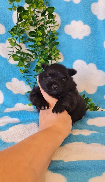 Excelente menina Lulu da Pomerânia/ Spitz Alemão Anão de Qualidade