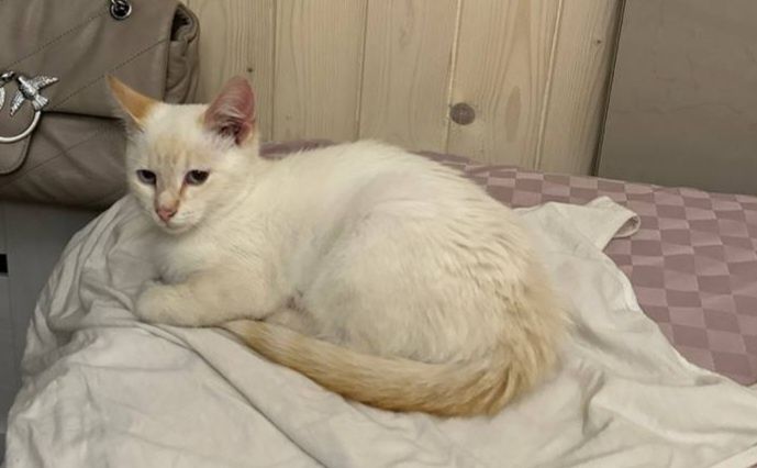 Котик в добрые руки