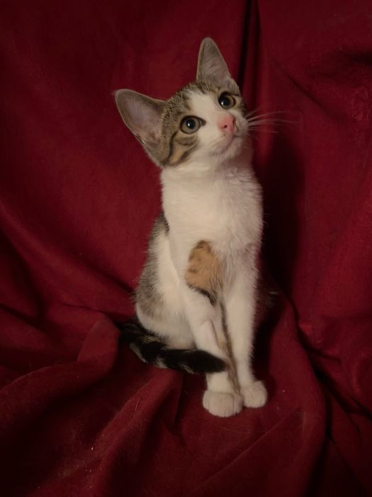 Piekna kotka do pilnej adopcji!