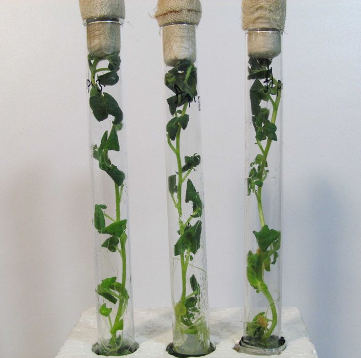 Картопля еліта  сорт Княгиня