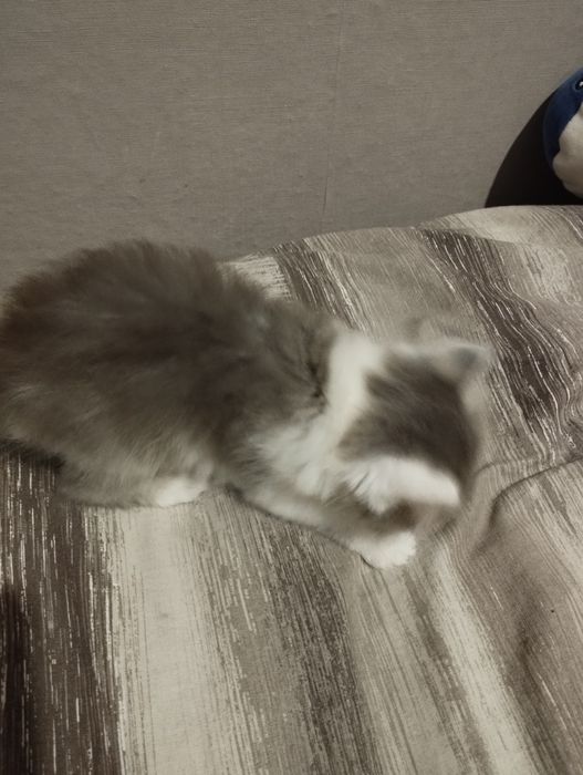 ТЕРМІНОВО віддам кошеня в добрі руки