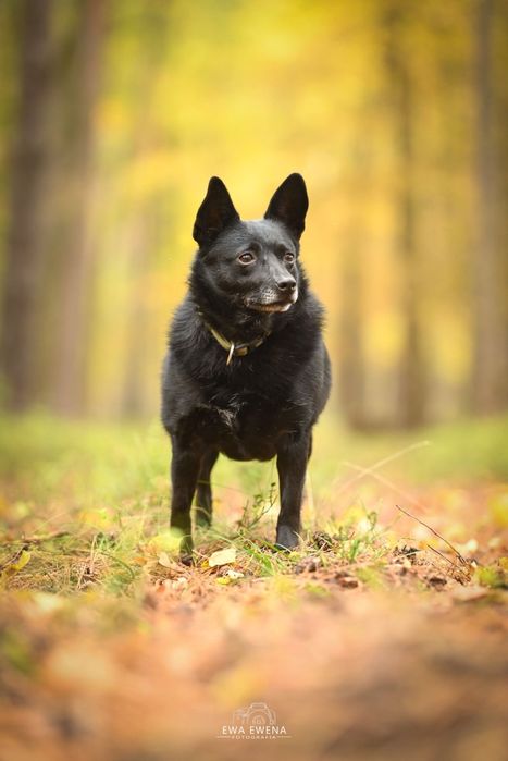 Reksio 5 kg mikro piesek do adopcji