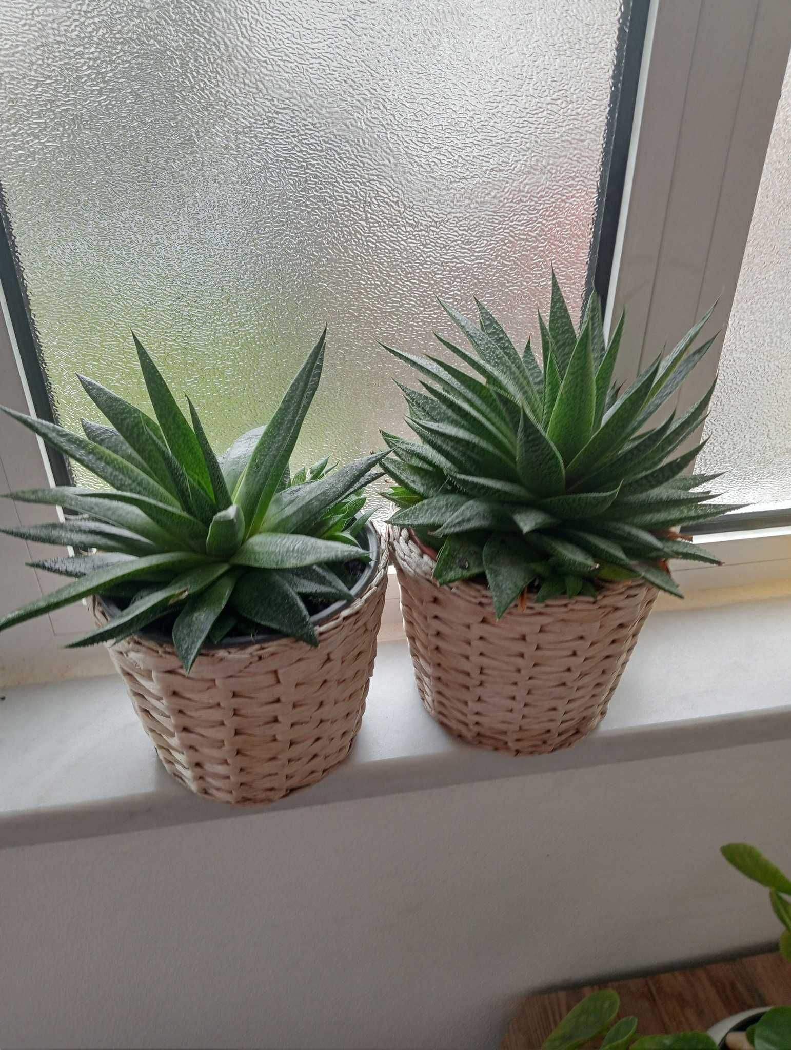 Planta suculenta
