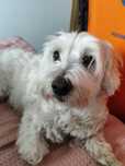 Rasowy piesek Demi do adopcji