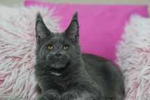 Kotka maine coon