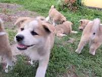 Piesek Akita Inu SWKiPR