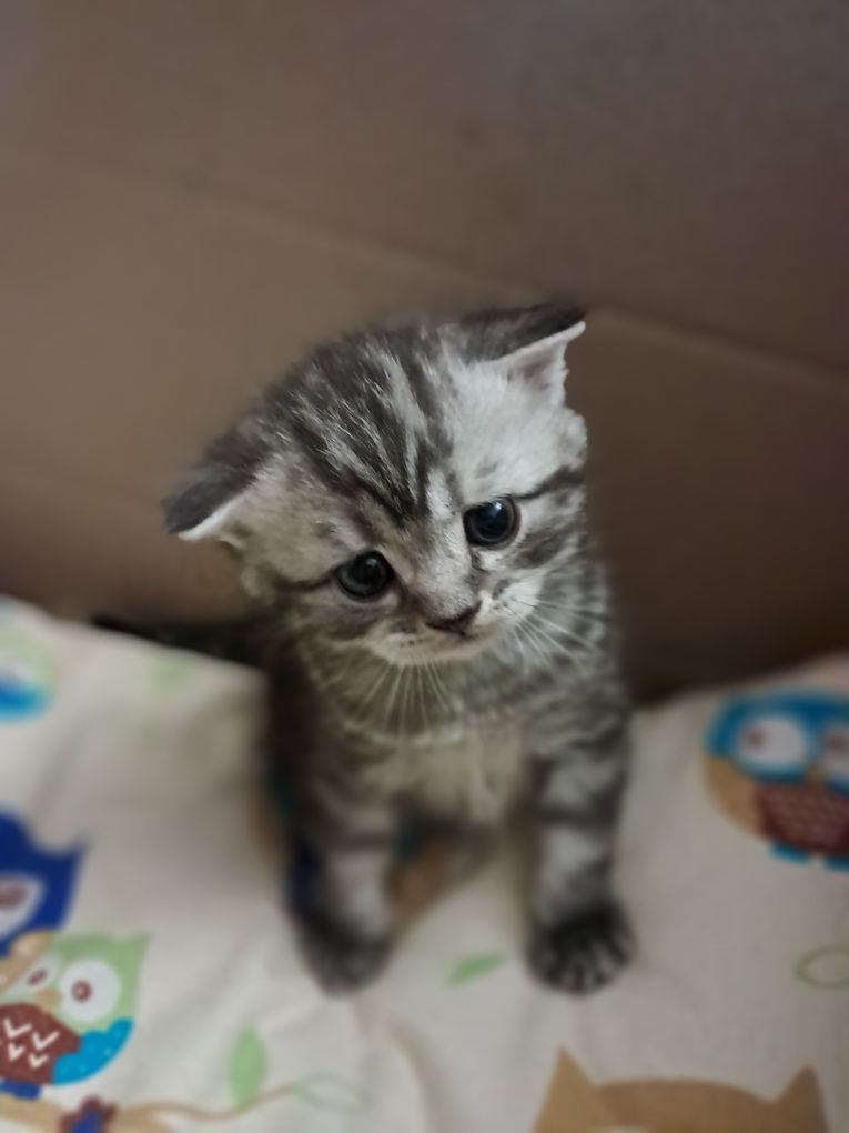 Кошенята Скотіш фолд та Скотіш Страйт