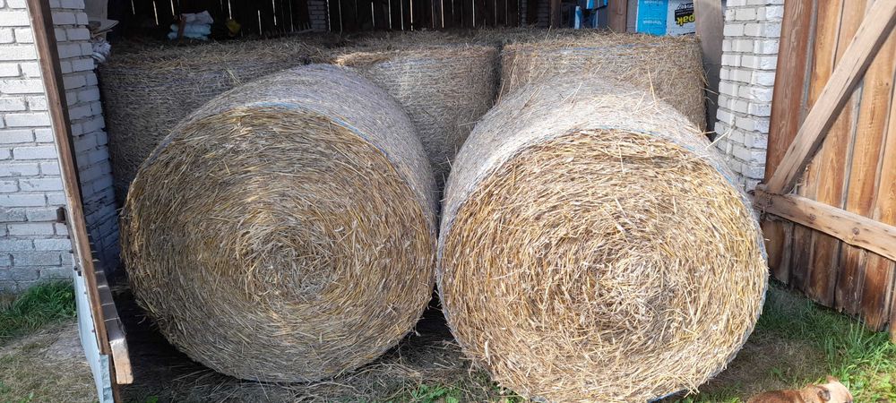 słoma baloty 130/140 wymiary mocno zbita rolki