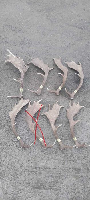 Рога оленя Благородного