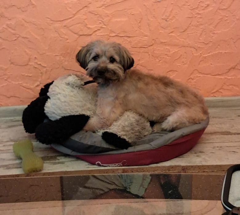 Oddam Psa w dobre ręce