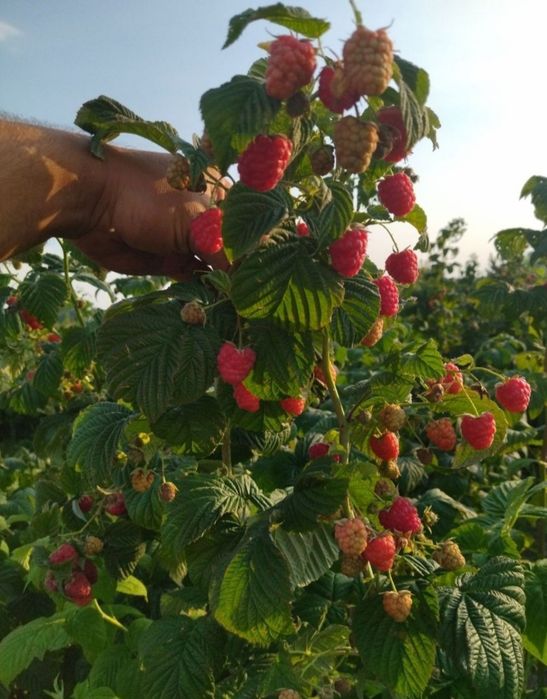 Малина Джоан Джей