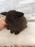 Mini lop, królik miniaturka, króliczek baranek, karzełek
