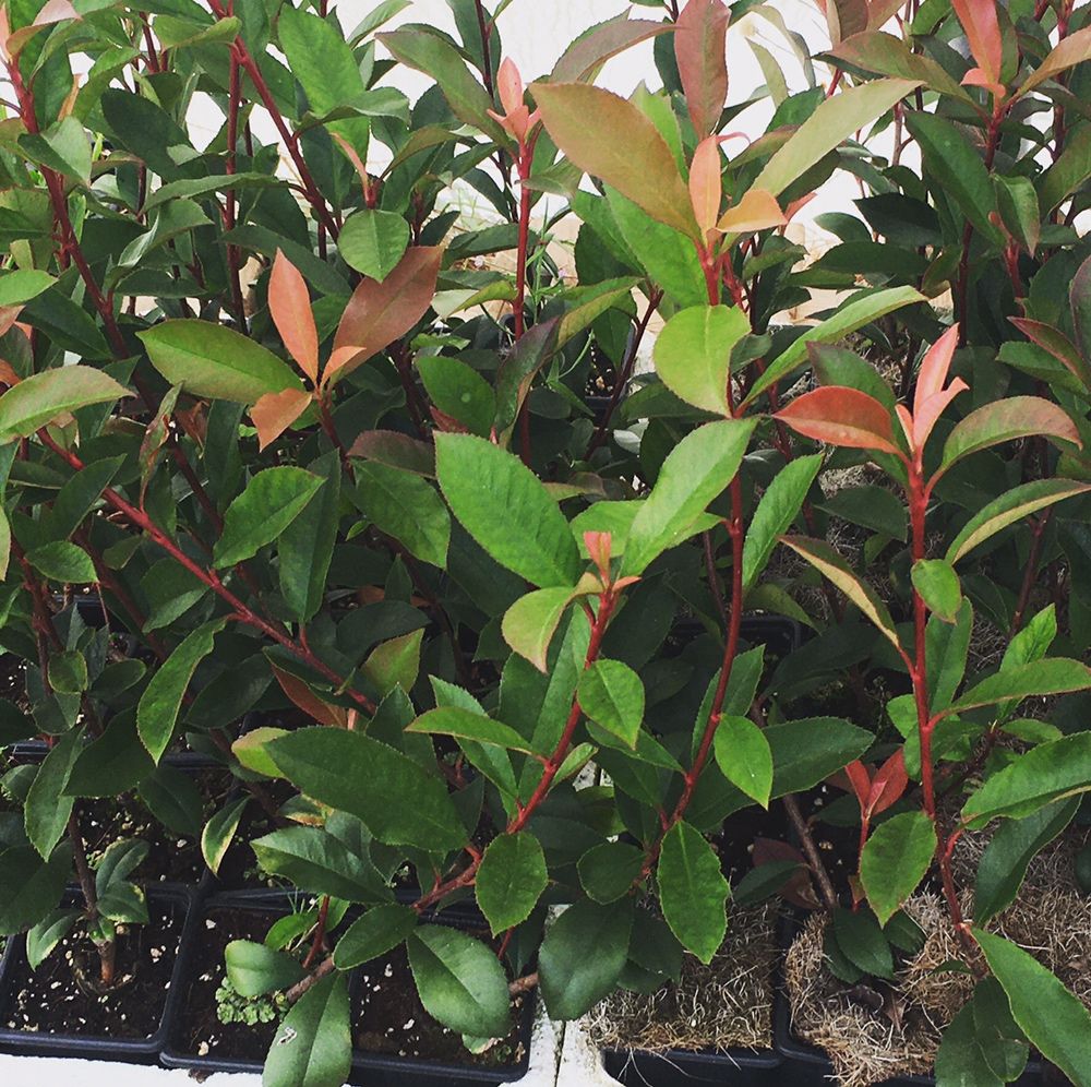 Photinias Red Robin