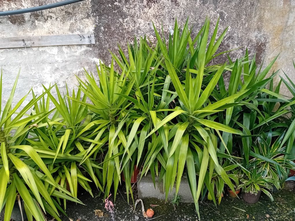 YUCAS enraizadas