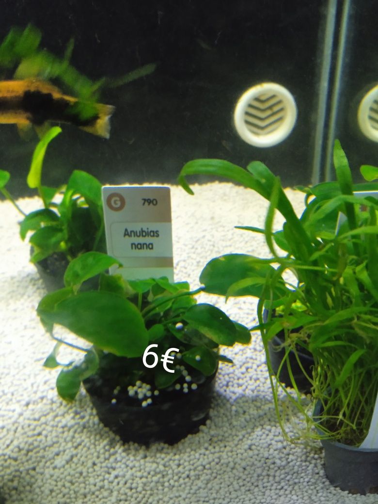 Plantas para aquario